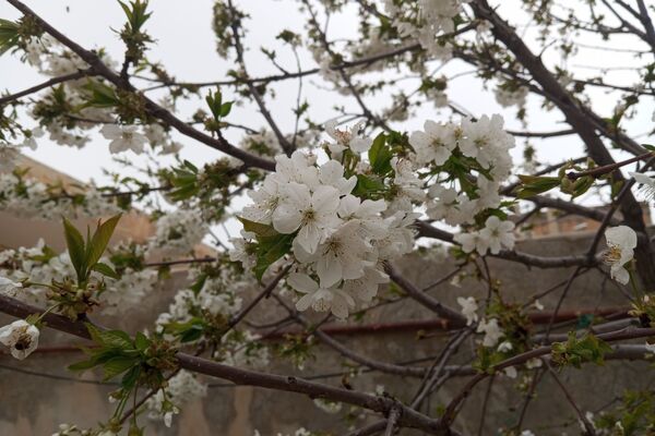 بهار، آغاز دوباره‌ی زندگی طبیعت 