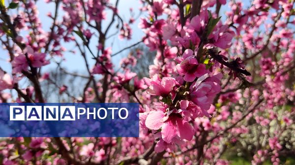 شهرستان نیشابور میزبان فصل بهار