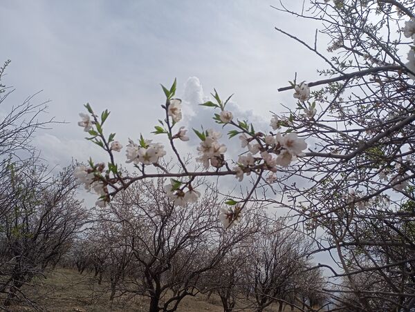  شکوفه های بهاری در روستای گزکوه