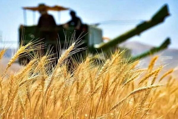 گندم مورد نیاز امسال از داخل تامین می‌شود