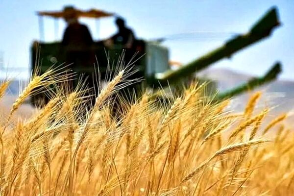 گندم مورد نیاز امسال از داخل تامین می‌شود
