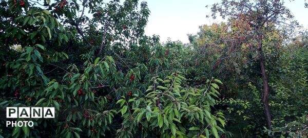  زیبایی های طبیعت باغ های روستای صومعه 