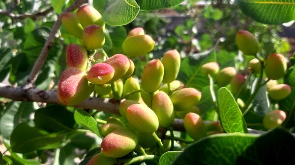 میوه‌های رنگارنگ در لردگان 