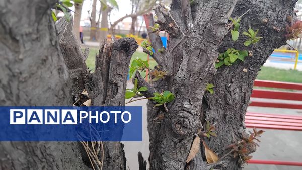 گل‌ها و درختان در شکوفایی