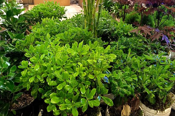 یازدهمین نمایشگاه گل و گیاه، صنایع دستی و سوغات اقوام ایرانی در اصفهان