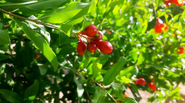 میوه‌های رنگارنگ در لردگان 