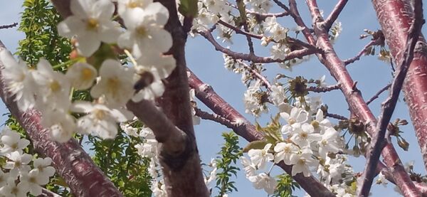 طبیعت بی نظیر روستا سربالا بهترین گزینه برای طبیعتگردی در فصل بهار