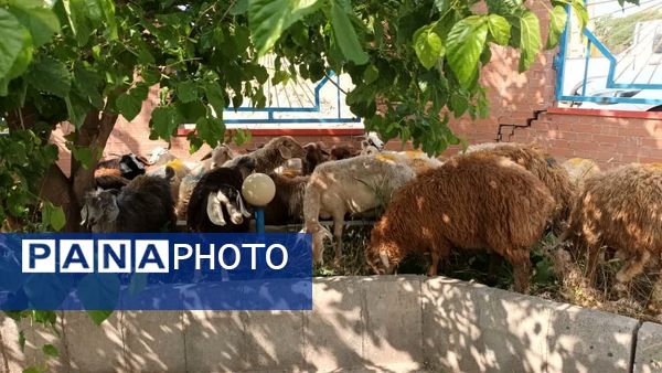 حال و هوای عید قربان در اهر