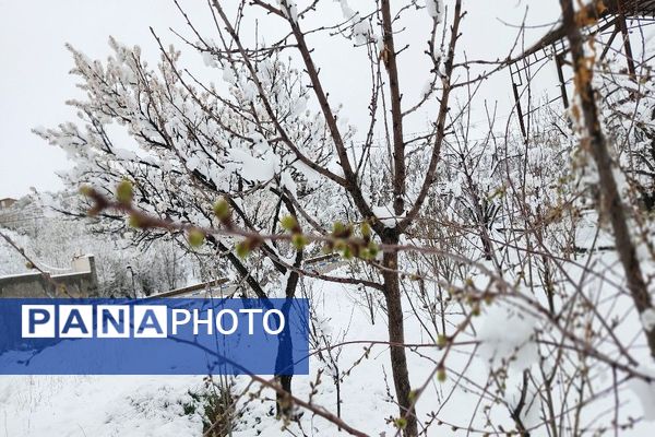 آلبوم تصویری از برف در طبیعت شهر بار 