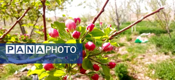 طبیعت بی نظیر روستا سربالا بهترین گزینه برای طبیعتگردی در فصل بهار