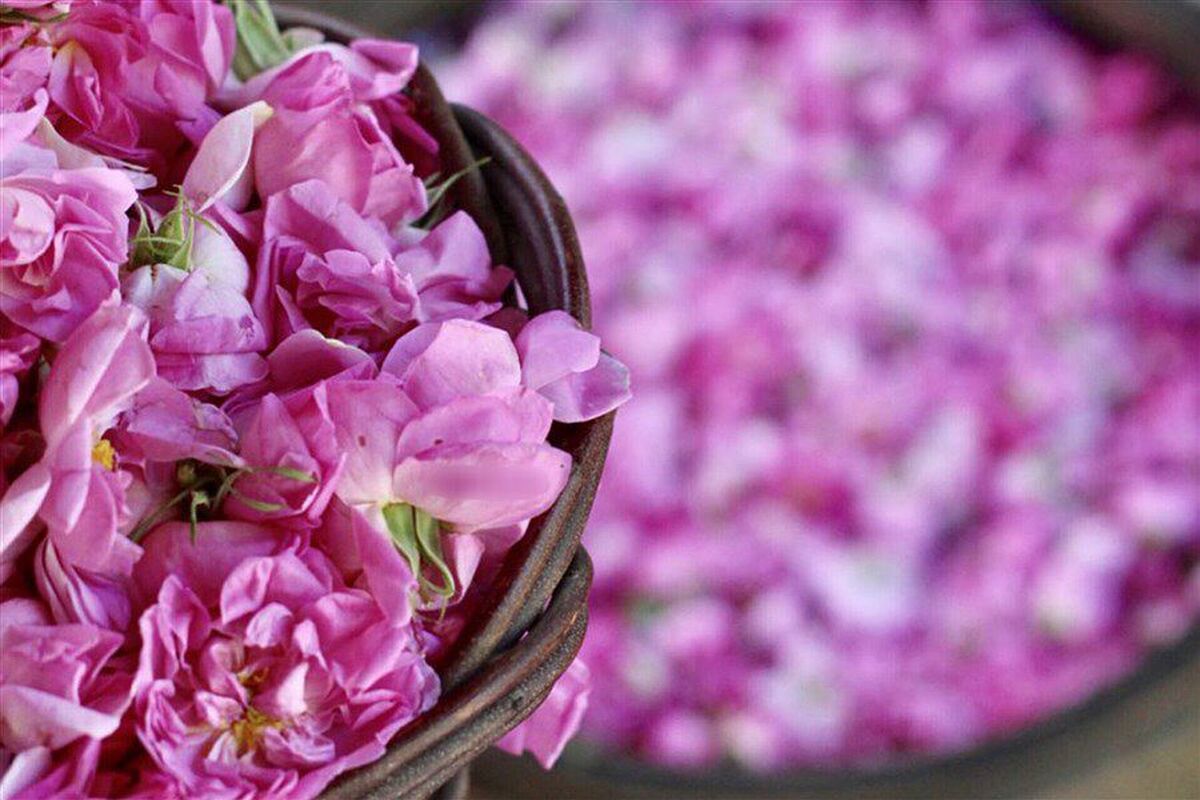 ۲۰ اردیبهشت؛ طلوع روایتی از گل و گلاب