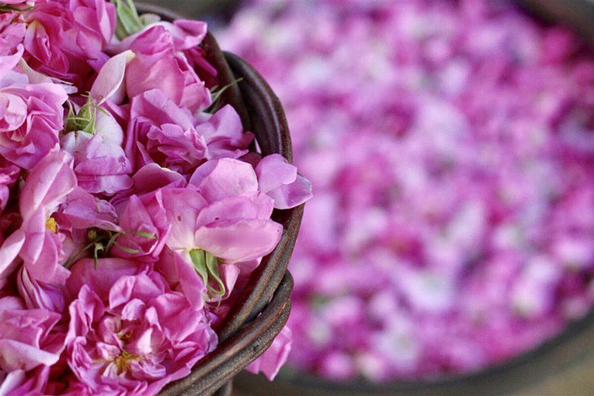 ۲۰ اردیبهشت؛ طلوع روایتی از گل و گلاب