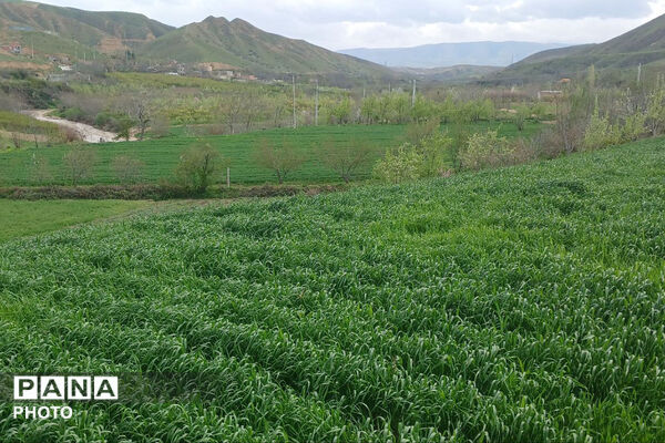 شکوفه‌های بهاری استان خراسان شمالی 