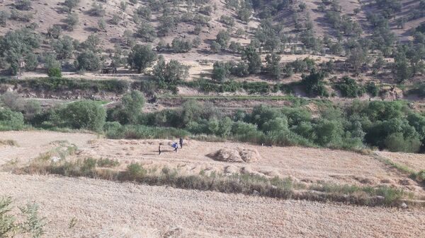 برداشت گندم در روستای بیدله