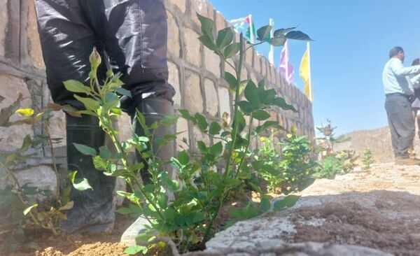کاشت گل و گیاه در شهر منج، راهی برای احیای زمین