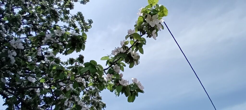 شکوفه‌های بهاری در شهرستان سملقان