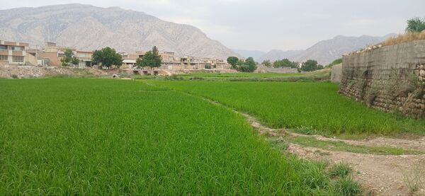 برنج‌کاری در لردگان؛ نماد زندگی و فرهنگ محلی
