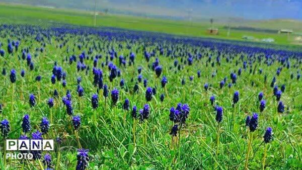 قلعه‌تک در اردیبهشت؛ جادوی باران و شکوفه
