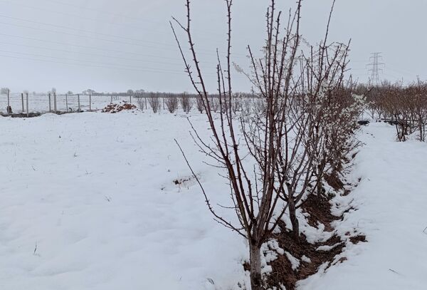 مناظر زیبای باغات روستای بوژمهران پس از بارش برف بهاری ۲۰ سانتیمتری 