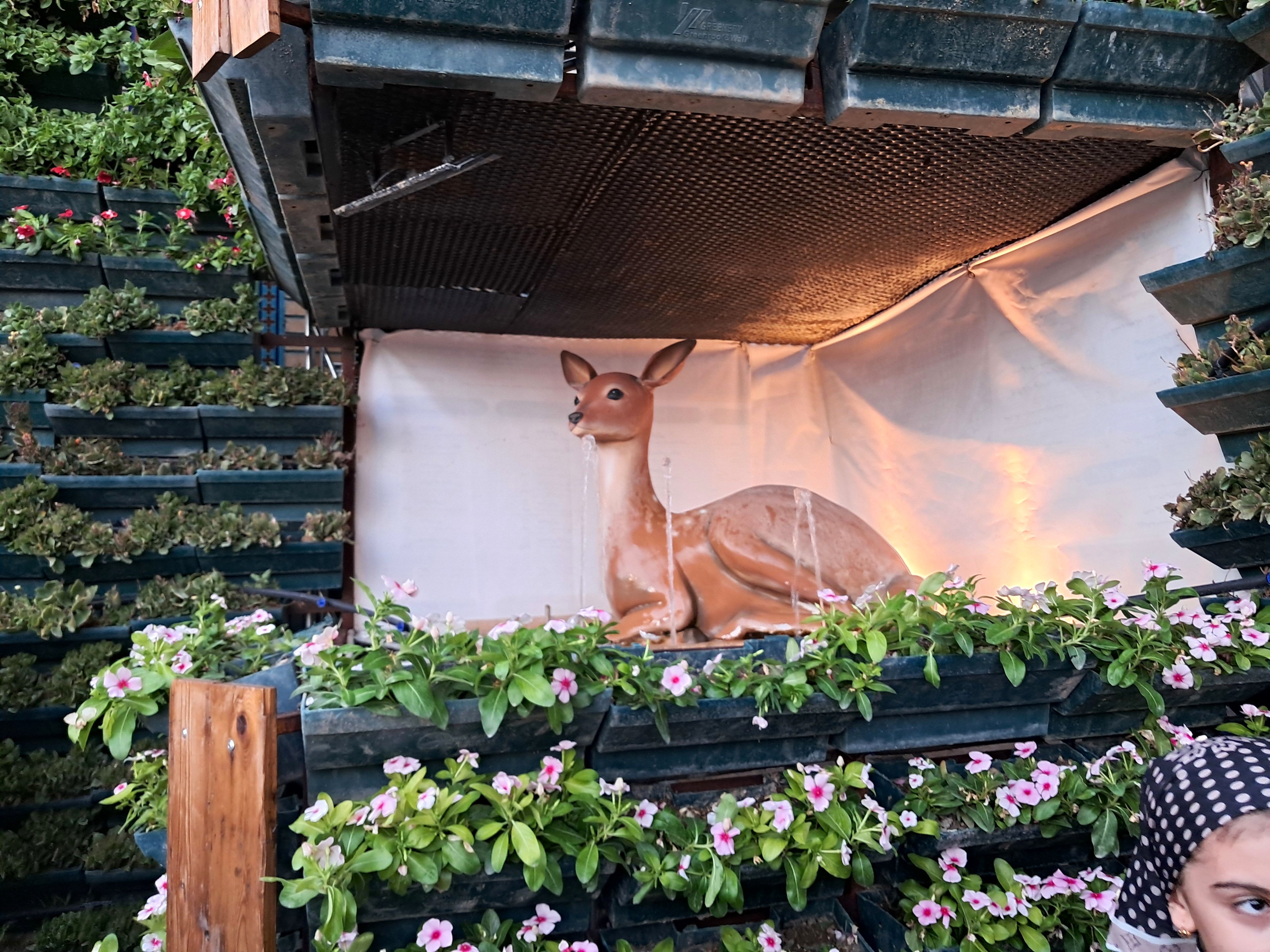 کبوتر حرم مشهد مقدس