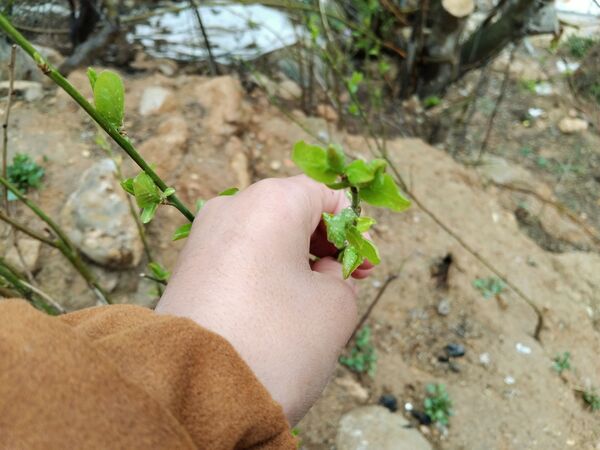  فصل بهار در میانکوه