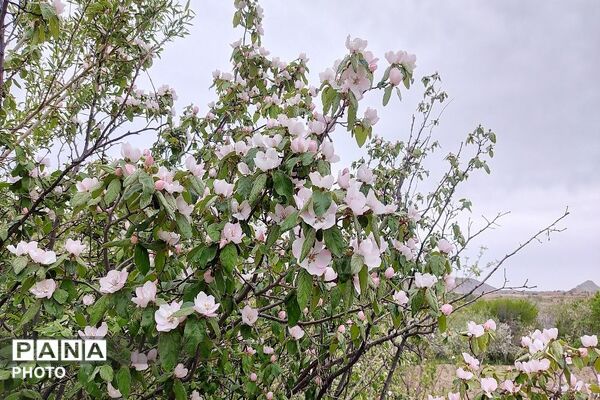 آلبوم تصویری از طبیعت زیبای شهر بار در اردیبهشت‌ماه  ۱۴۰۵ـ۲