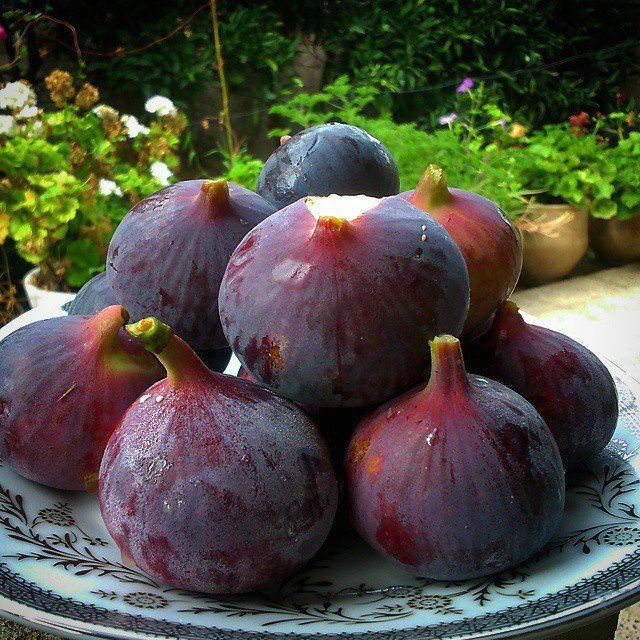 انجیر سیاه معمولان ؛ از مزارع زاگرس تا بازار های جهانی