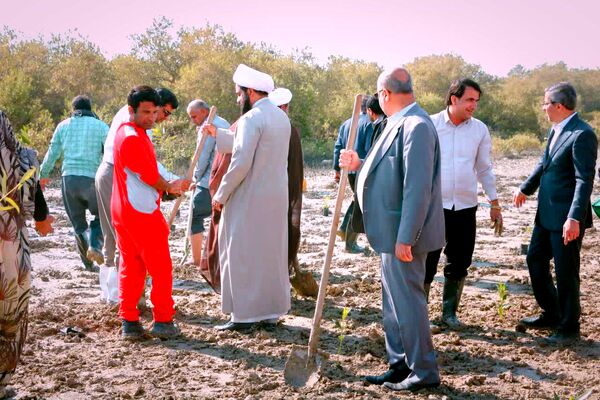 ۲۵۰۰‌ اصله‌ نهال‌حرا‌ در‌ بندرخمیر‌ کاشته‌ شد