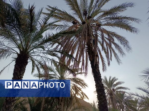 برداشت خرما در شهر رویدر 