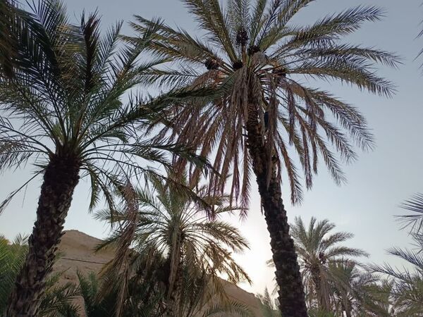 برداشت خرما در شهر رویدر 