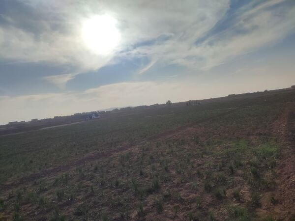 فدافن روستایی که زعفرانش با تشنگی خاک قصه‌ای تلخ نوشت