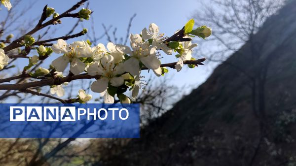 شهرستان نیشابور میزبان فصل بهار