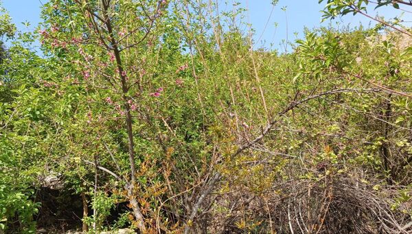طبیعت روستای بارز، طبیعتی زیبا در دل استان چهارمحال‌وبختیاری 