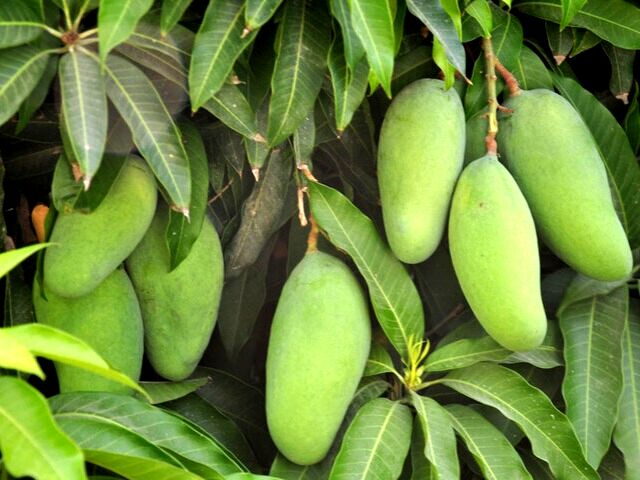 به بار نشستن درختان انبه در بهشتِ میناب