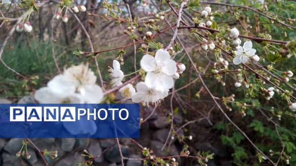 منظره زیبای بهاری در سربیشه