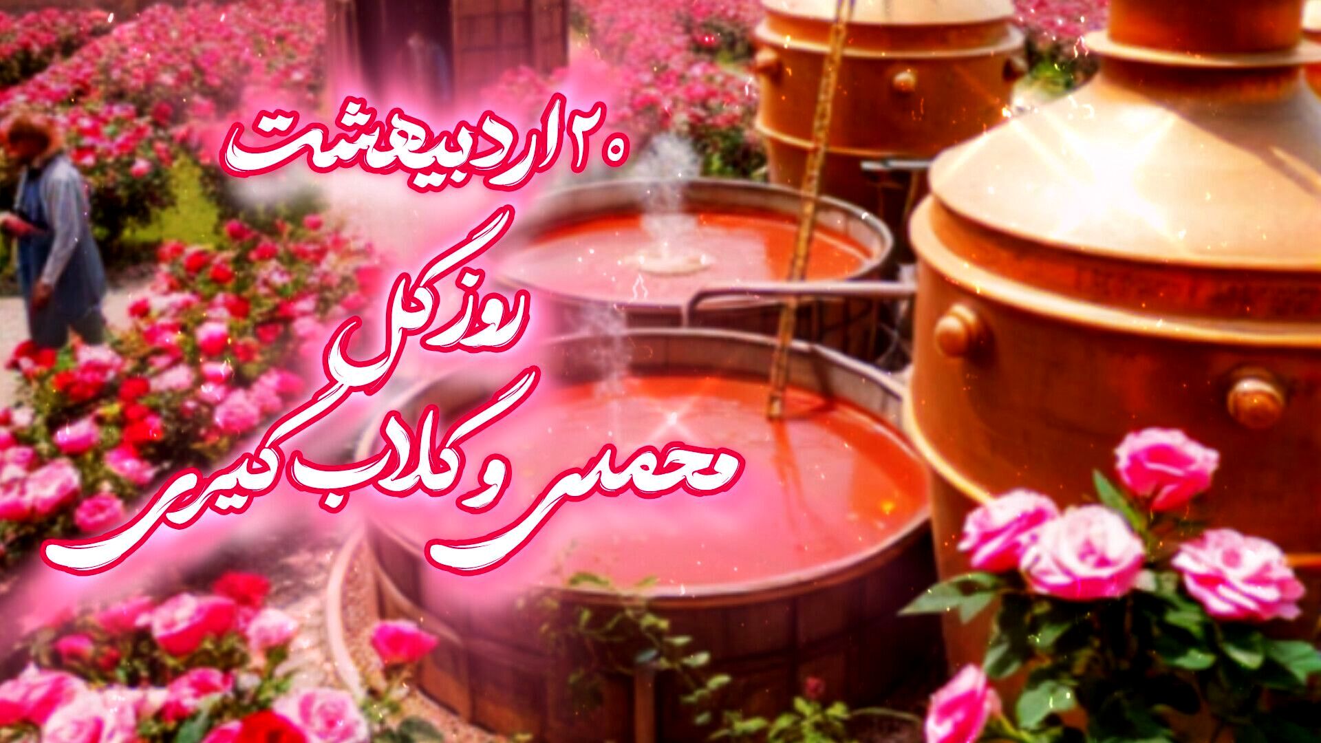 ثروت کمیاب گل محمدی در فرهنگ و آیین ایران