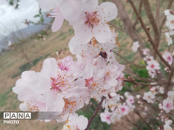 بازگشت بهار؛ آواز دوباره‌ی زندگی