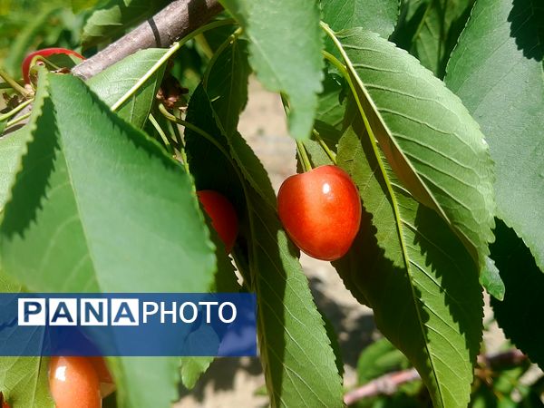 میوه‌های خوش‌رنگ و لعاب بهاری در روستای مارکده