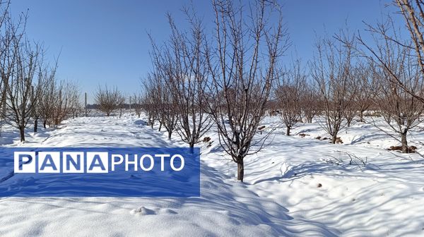 منظره زیبای برف پاییزی در باغات شهرستان نیشابور 