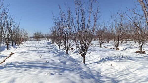 منظره زیبای برف پاییزی در باغات شهرستان نیشابور 