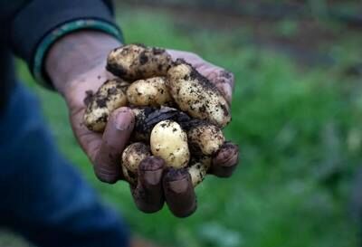 رونق در آمار، فلاکت در مزارع
