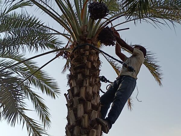 برداشت خرما در شهر رویدر 