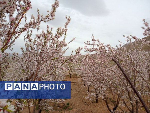 شکوفه‌ درختان، آمدن بهار را مژده می‌‌دهند