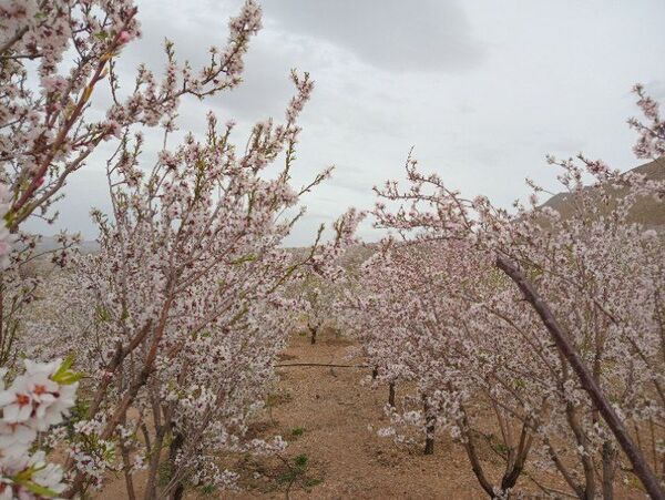 شکوفه‌ درختان، آمدن بهار را مژده می‌‌دهند