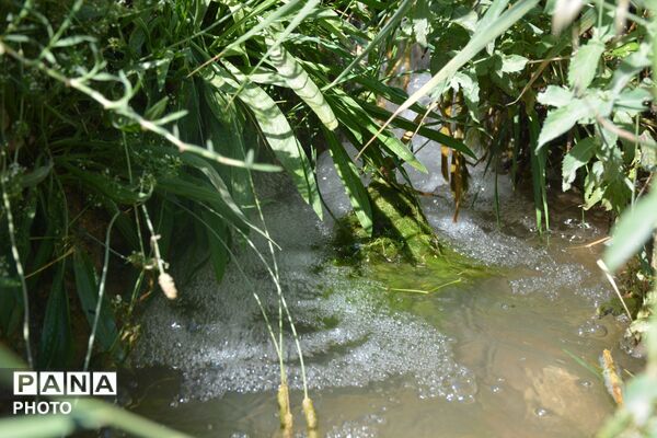 آغاز فصل تولکی در شالیزارهای روستای پلبریده