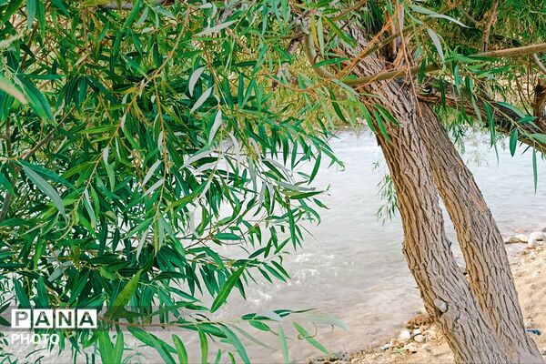 روستای کتا؛ نگینی در دل طبیعت بکر شهرستان فلارد