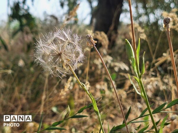 وقتی طبیعت، حرف می‌زند