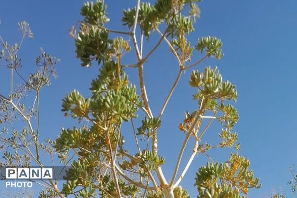 ارتفاعات شهر بار ذخیره‌گاه گیاهان دارویی کمیاب-۱