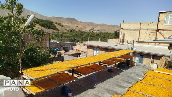 روند برداشت و آماده سازی آلو در شهربار 