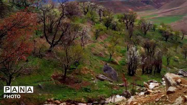 قلعه‌تک در اردیبهشت؛ جادوی باران و شکوفه